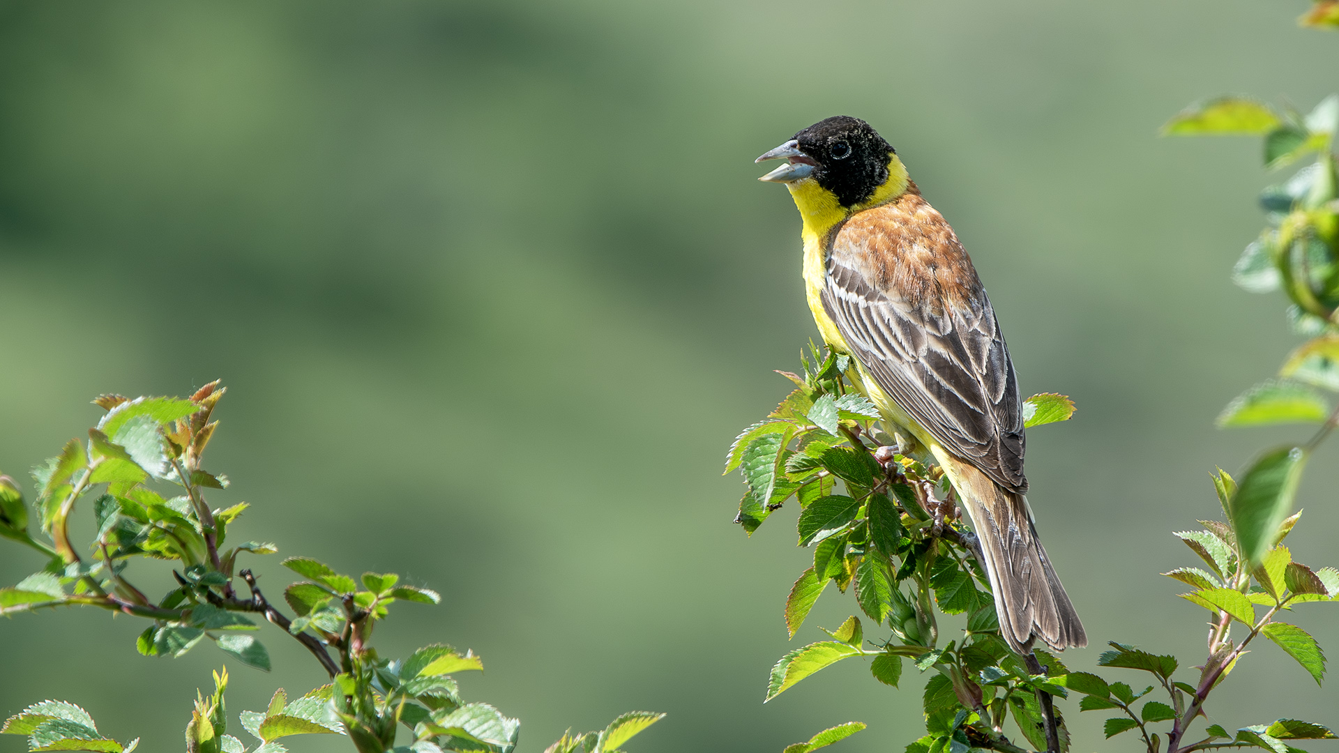 Black-headed Bunting